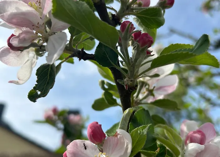 Tiny House Mit Garten In See-naehe Apartman Tauche
